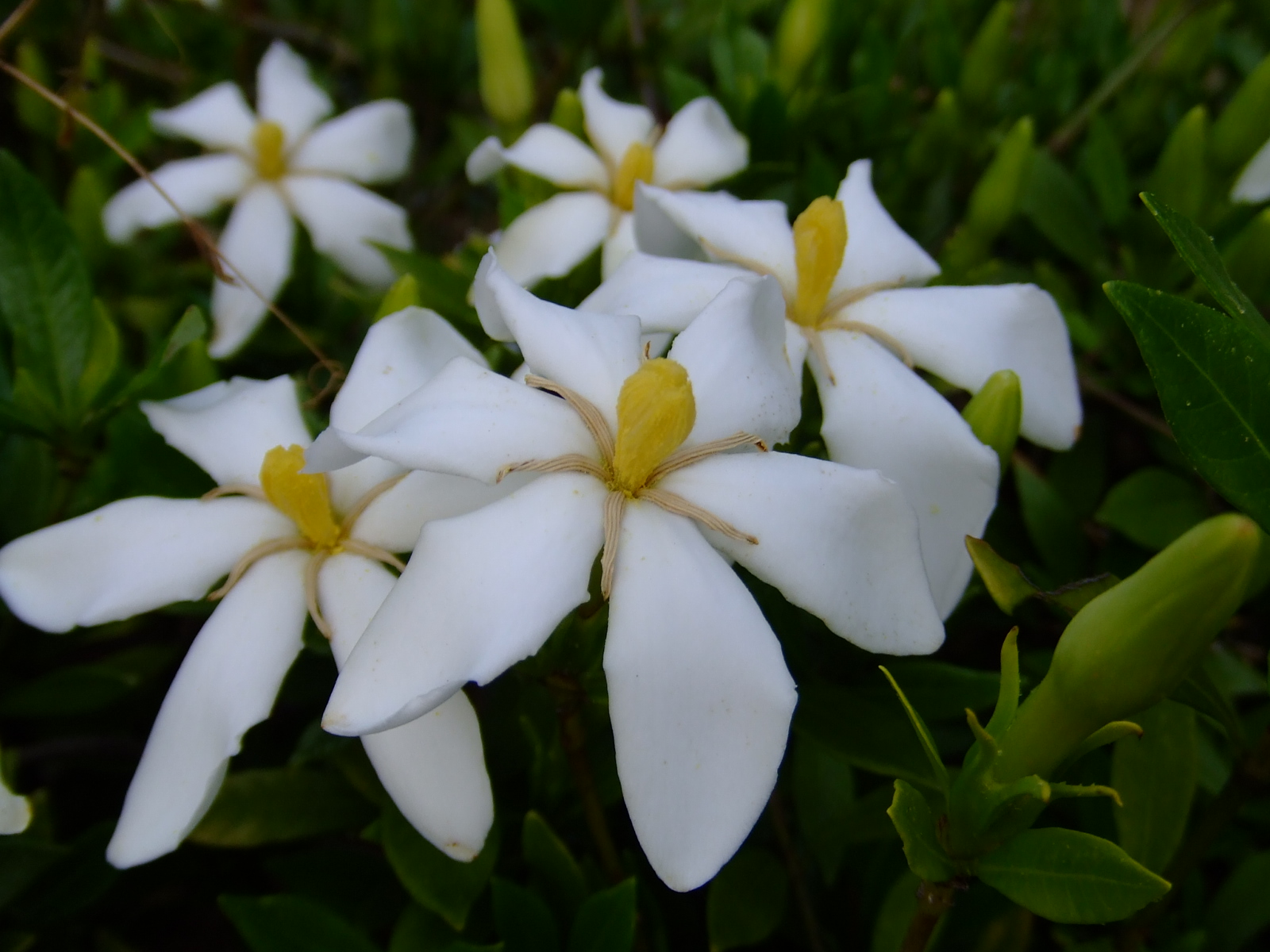 くちなし（クチナシ）の花言葉｜母の日プレゼントCAFÉ